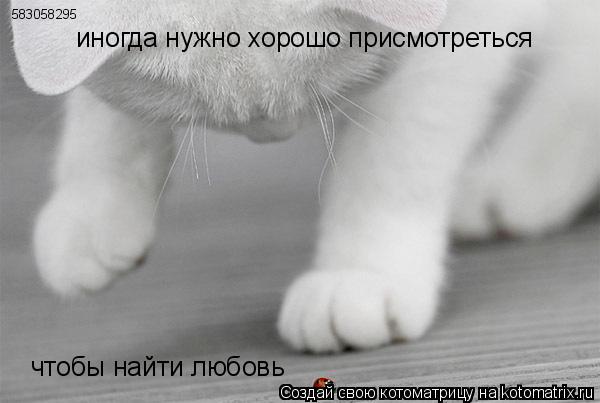 Котоматрица: иногда нужно хорошо присмотреться чтобы найти любовь 583058295