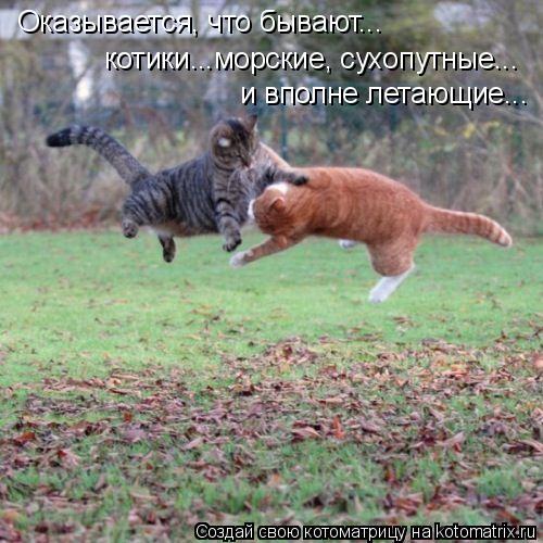 Оказывается, что бывают... котики...морские, сухопутные... и вполне летающие...... Котоматрица: Оказывается, что бывают... котики...морские, сухопутные... и вполне летающие...