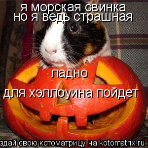я морская свинка но я ведь страшная ладно для хэллоуина пойдет... Котоматрица: я морская свинка но я ведь страшная ладно для хэллоуина пойдет