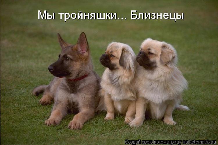 Мы тройняшки... Близнецы... Котоматрица: Мы тройняшки... Близнецы