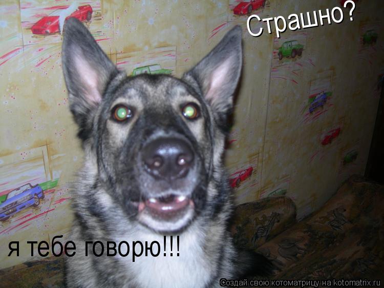 Страшно? я тебе говорю!!!... Котоматрица: Страшно? я тебе говорю!!!