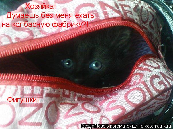 Хозяйка! Думаешь без меня ехать на колбасную фабрику?! Фигушки!... Котоматрица: Хозяйка! Думаешь без меня ехать на колбасную фабрику?! Фигушки!