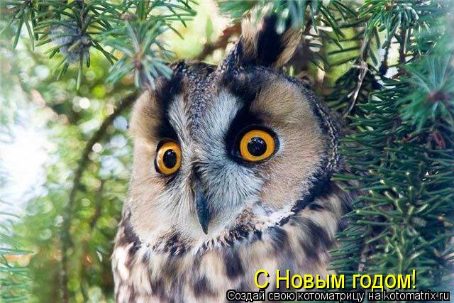 Котоматрица: С Новым годом!