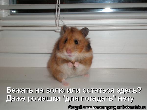 Бежать на волю или остаться здесь? Даже ромашки "для погадать" нету... Котоматрица: Бежать на волю или остаться здесь? Даже ромашки "для погадать" нету
