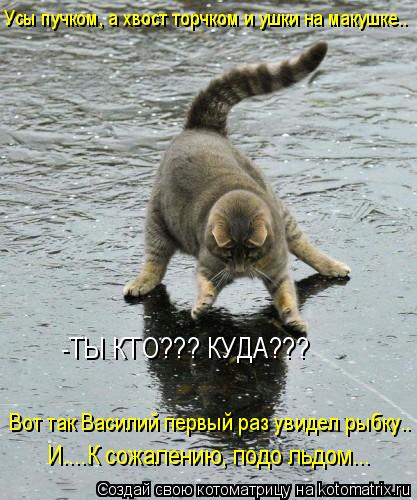 Усы пучком, а хвост торчком и ушки на макушке.. -ТЫ КТО??? КУДА??? Вот так Василий первый раз увидел ... Котоматрица: Усы пучком, а хвост торчком и ушки на макушке.. -ТЫ КТО??? КУДА??? Вот так Василий первый раз увидел рыбку.. И....К сожалению, подо льдом...
