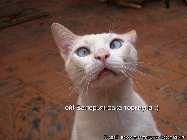 Котоматрица: ой! Валерьяновка торкнула :)