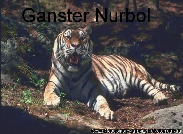 Ganster Nurbol Ganster Nurbol... Котоматрица: Ganster Nurbol Ganster Nurbol
