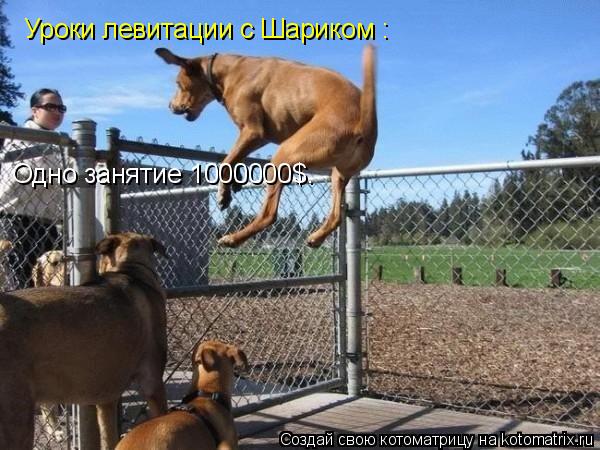 Уроки левитации с Шариком : Одно занятие 1000000$.... Котоматрица: Уроки левитации с Шариком : Одно занятие 1000000$.