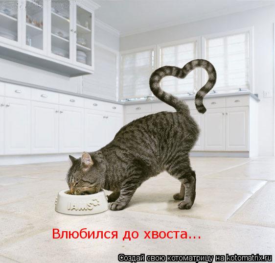 Влюбился до хвоста...... Котоматрица: Влюбился до хвоста...