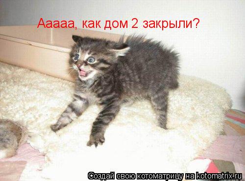 Ааааа, как дом 2 закрыли?... Котоматрица: Ааааа, как дом 2 закрыли?