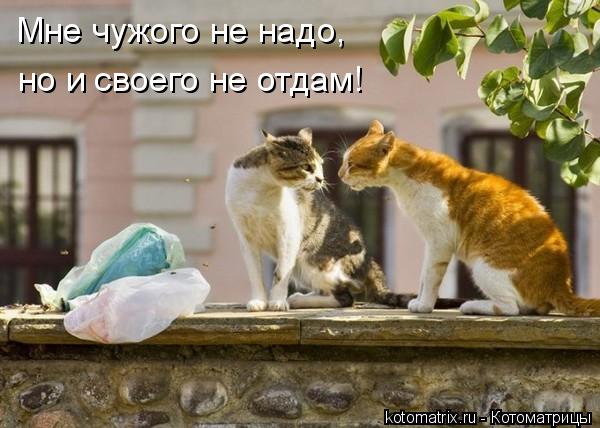 Мне чужого не надо, но и своего не отдам!... Котоматрица: Мне чужого не надо, но и своего не отдам!