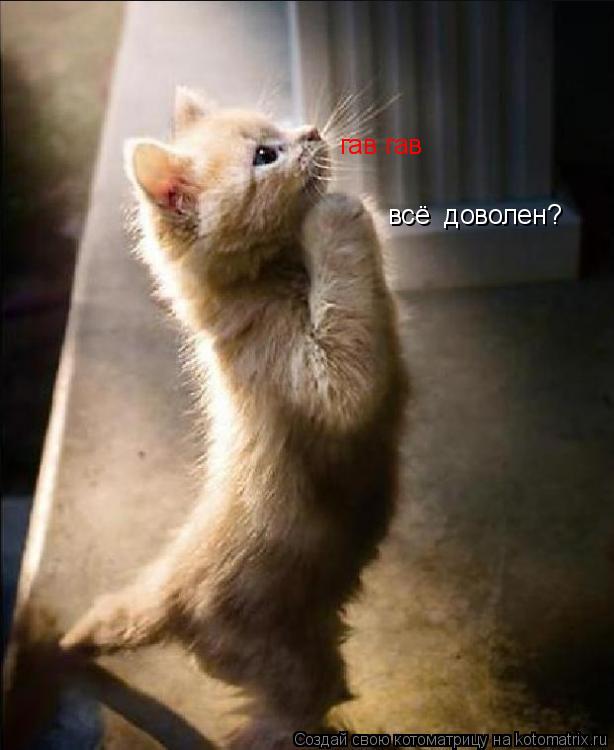 Котоматрица: гав гав  всё  доволен?