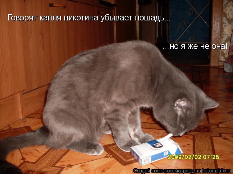 Говорят капля никотина убывает лошадь.... ...но я же не она!... Котоматрица: Говорят капля никотина убывает лошадь.... ...но я же не она!