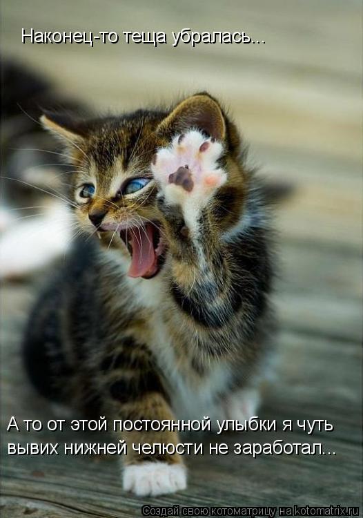 Наконец-то теща убралась... вывих нижней челюсти не заработал... А то от этой постоянной улыбки я чут... Котоматрица: Наконец-то теща убралась... вывих нижней челюсти не заработал... А то от этой постоянной улыбки я чуть