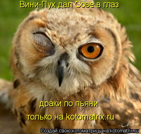 Котоматрица: Вини-Пух дал Сове в глаз драки по пьяни только на kotomatrix.ru