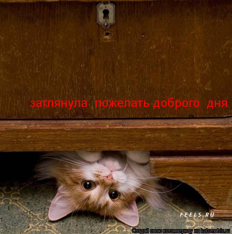 заглянула  пожелать доброго  дня