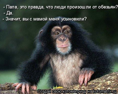 Котоматрица: - Папа, это правда, что люди произошли от обезьян? - Да. - Значит, вы с мамой меня усыновили?