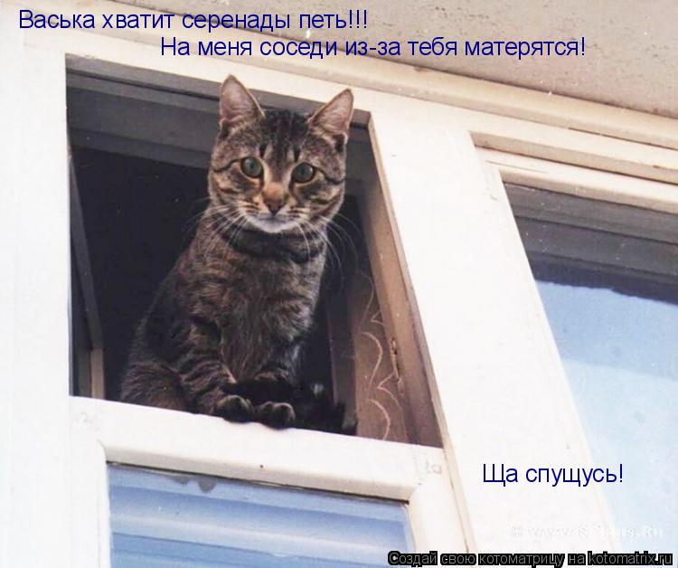 Васька хватит серенады петь!!! На меня соседи из-за тебя матерятся! Ща спущусь!... Котоматрица: Васька хватит серенады петь!!! На меня соседи из-за тебя матерятся! Ща спущусь!