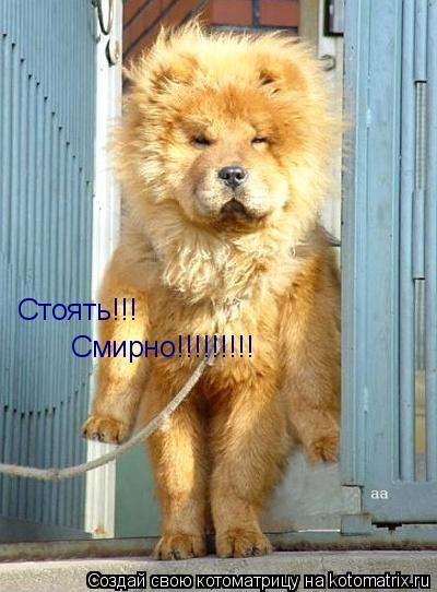 Стоять!!! Смирно!!!!!!!!!... Котоматрица: Стоять!!! Смирно!!!!!!!!!