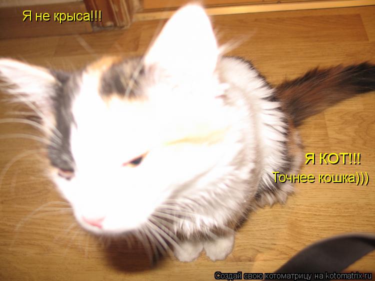 Я не крыса!!! Я КОТ!!! Точнее кошка)))... Котоматрица: Я не крыса!!! Я КОТ!!! Точнее кошка)))