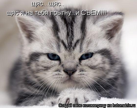щяс...щяс.. щяс я на тебя прыгну...и СЪЕМ!!!... Котоматрица: щяс...щяс.. щяс я на тебя прыгну...и СЪЕМ!!!
