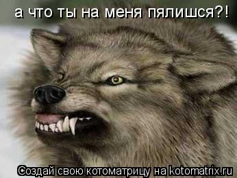 а что ты на меня пялишся?!... Котоматрица: а что ты на меня пялишся?!