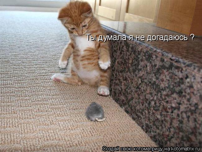 Ты думала я не догадаюсь ?... Котоматрица: Ты думала я не догадаюсь ?