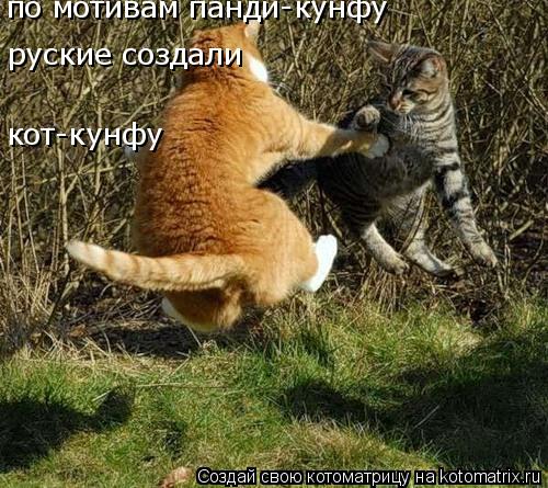 по мотивам панди-кунфу руские создали кот-кунфу... Котоматрица: по мотивам панди-кунфу руские создали кот-кунфу