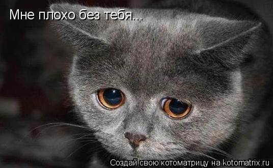 Мне плохо без тебя...... Котоматрица: Мне плохо без тебя...