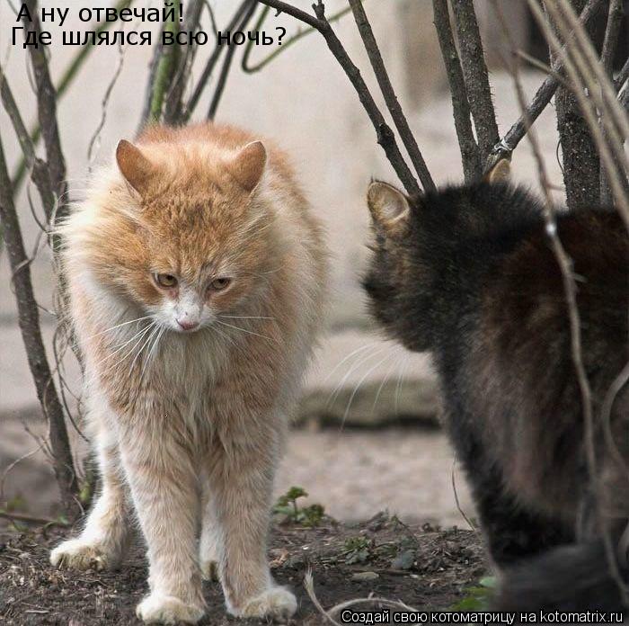 Котоматрица: А ну отвечай! Где шлялся всю ночь?