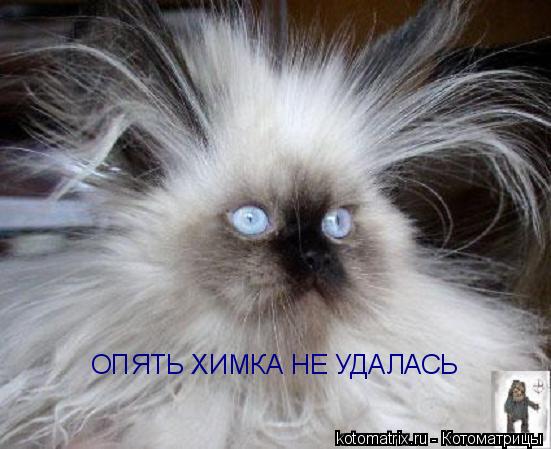 ОПЯТЬ ХИМКА НЕ УДАЛАСЬ... Котоматрица: ОПЯТЬ ХИМКА НЕ УДАЛАСЬ