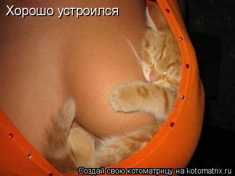 Хорошо устроился... Котоматрица: Хорошо устроился