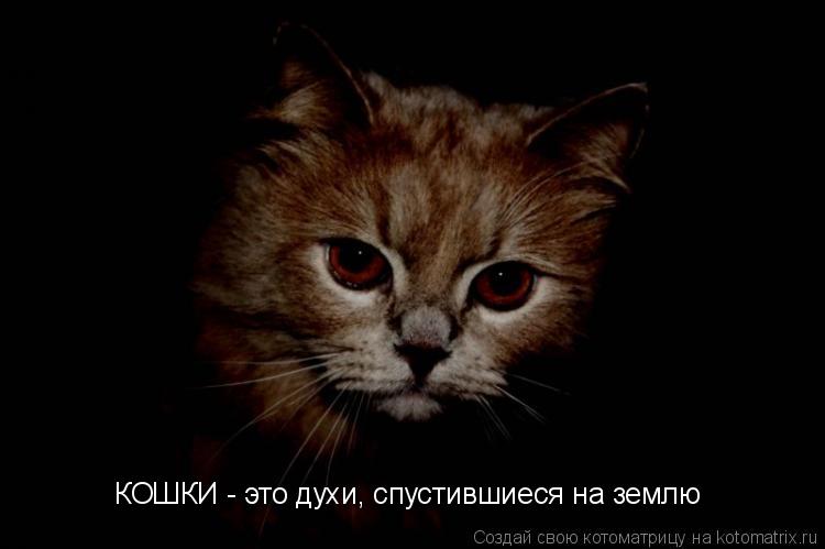 КОШКИ - это духи, спустившиеся на землю... Котоматрица: КОШКИ - это духи, спустившиеся на землю