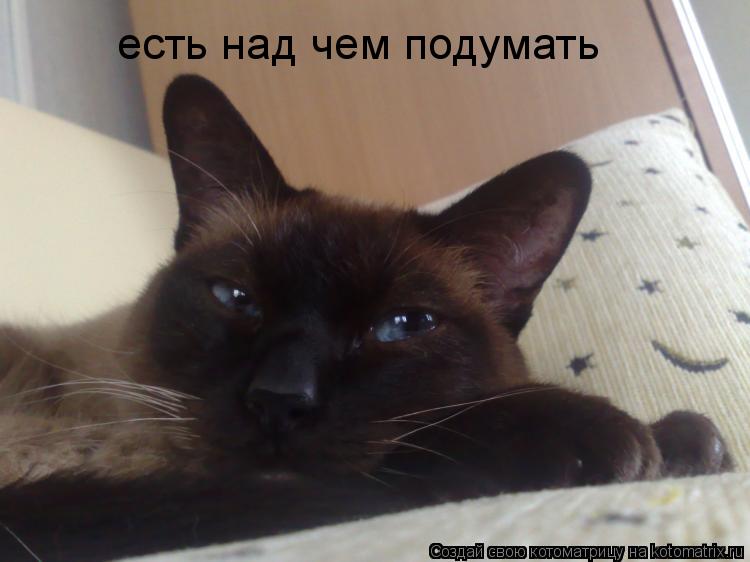 есть над чем подумать... Котоматрица: есть над чем подумать