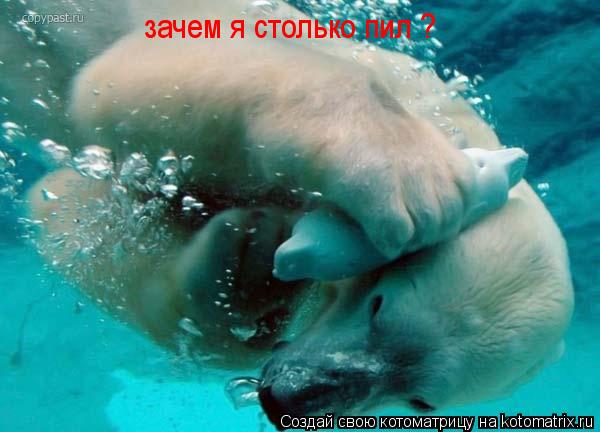 Котоматрица: зачем я столько пил ?
