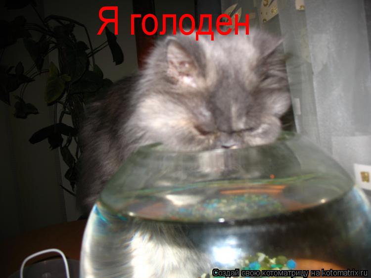 Я голоден... Котоматрица: Я голоден