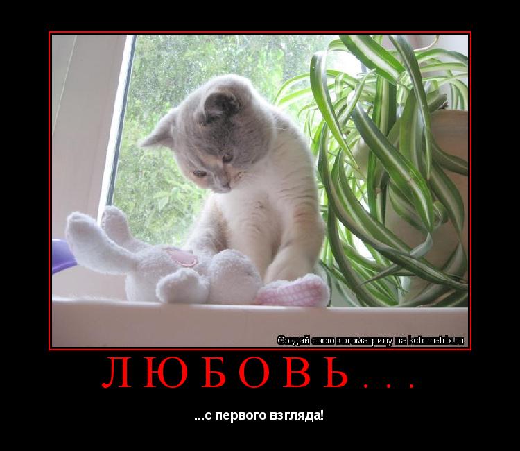 любовь... ...с первого взгляда!... Котоматрица: любовь... ...с первого взгляда!