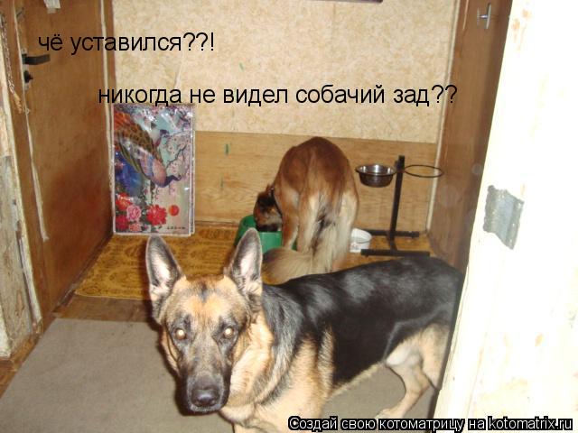 чё уставился??! никогда не видел собачий зад??... Котоматрица: чё уставился??! никогда не видел собачий зад??
