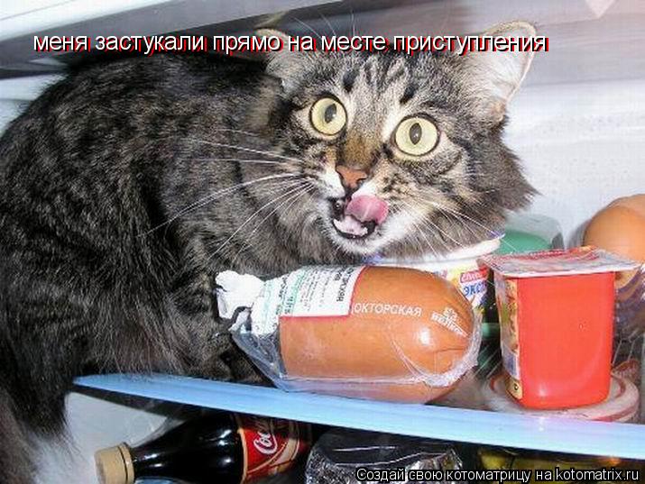 меня застукали прямо на месте приступления меня застукали прямо на месте приступления... Котоматрица: меня застукали прямо на месте приступления меня застукали прямо на месте приступления