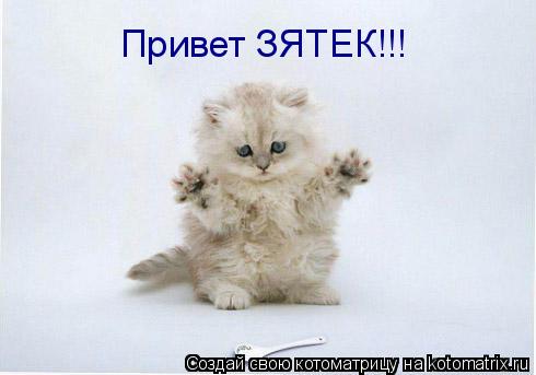 Привет ЗЯТЕК!!!... Котоматрица: Привет ЗЯТЕК!!!