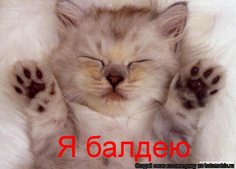 Котоматрица: Я балдею