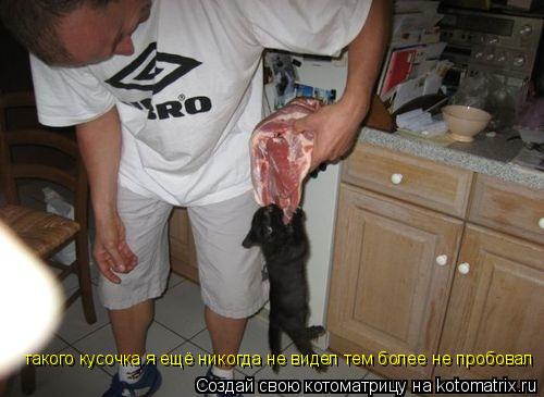 Котоматрица: такого кусочка я ещё никогда не видел тем более не пробовал