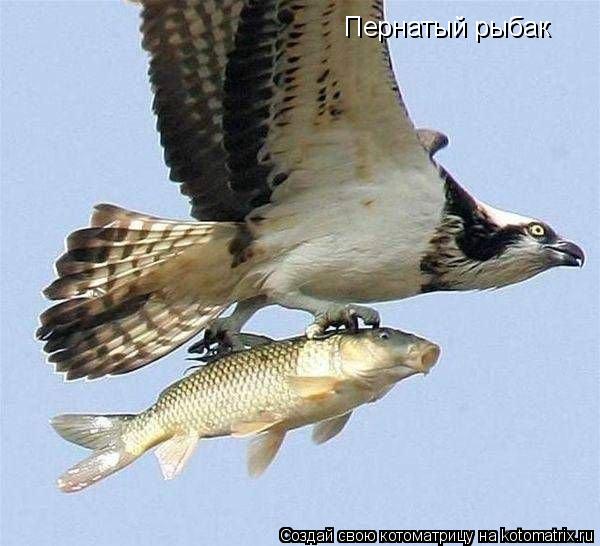 Пернатый рыбак... Котоматрица: Пернатый рыбак