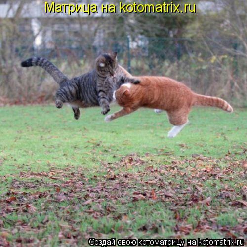 Матрица на kotomatrix.ru... Котоматрица: Матрица на kotomatrix.ru
