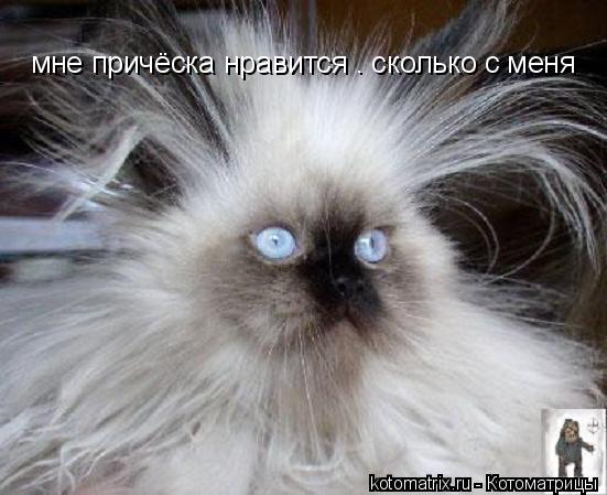 мне причёска нравится . сколько с меня... Котоматрица: мне причёска нравится . сколько с меня