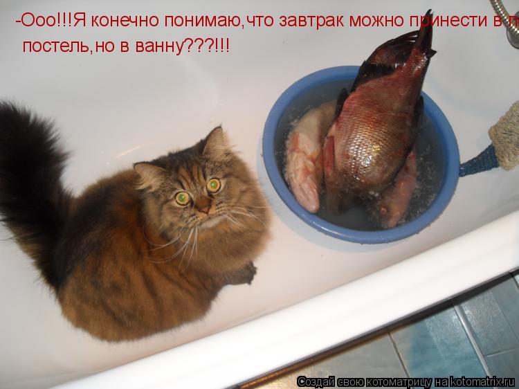 -Ооо!!!Я конечно понимаю,что завтрак можно принести в постель,но в ванну???!!! постель,но в ванну???... Котоматрица: -Ооо!!!Я конечно понимаю,что завтрак можно принести в постель,но в ванну???!!! постель,но в ванну???!!!
