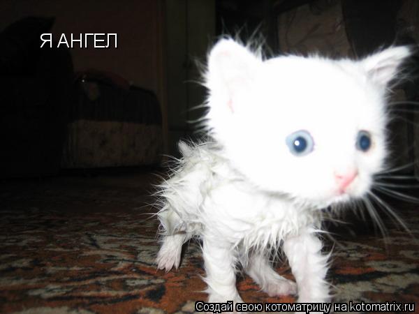 Я АНГЕЛ... Котоматрица: Я АНГЕЛ