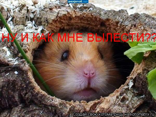 НУ И КАК МНЕ ВЫЛЕСТИ??????????????... Котоматрица: НУ И КАК МНЕ ВЫЛЕСТИ??????????????