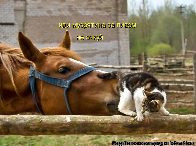иди музрятина за пивом не очкуй... Котоматрица: иди музрятина за пивом не очкуй