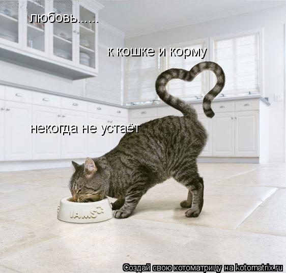 любовь...... к кошке и корму некогда не устаёт... Котоматрица: любовь...... к кошке и корму некогда не устаёт